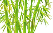 chinese_bamboo chinese bamboo 10 great Adobe Illustrator tuts