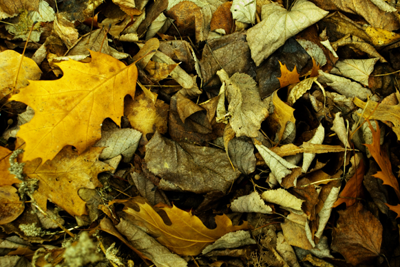 designious times 1   Free Hi  Res Textures   Nature Set