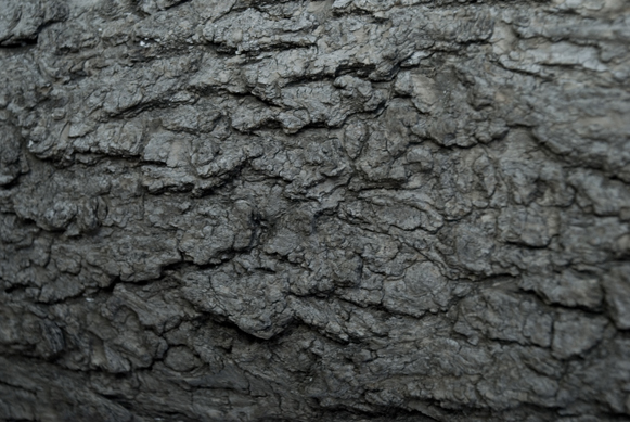 designious times 10   Free Hi  Res Textures   Nature Set