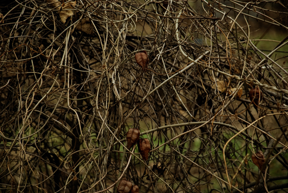 designious times 2   Free Hi  Res Textures   Nature Set