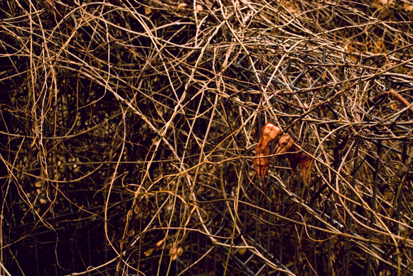 designious times 3   Free Hi  Res Textures   Nature Set