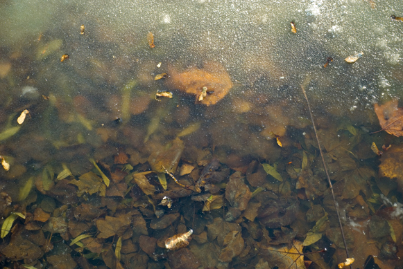 designious times 4   Free Hi  Res Textures   Nature Set