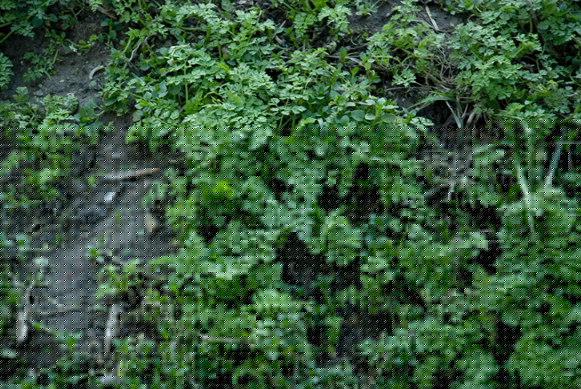designious times 8   Free Hi  Res Textures   Nature Set