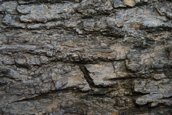 designious times 91   Free Hi  Res Textures   Nature Set