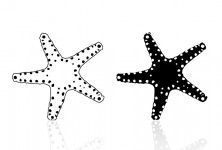 star-fish