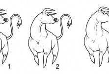 bull_sketch