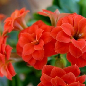 kalanchoe flowers