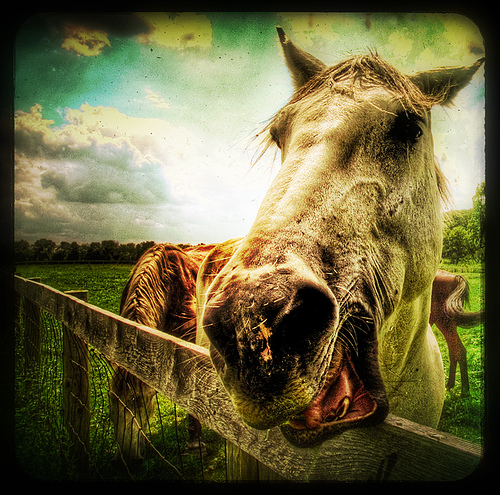 1240730443 0860016bcb 30+ Stunning HDR photos of animals