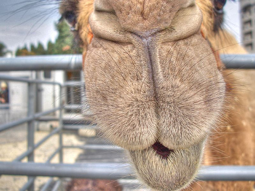 125062775 5e7044d8f6 30+ Stunning HDR photos of animals