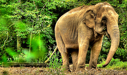 135225585 b1a2f9d897 30+ Stunning HDR photos of animals