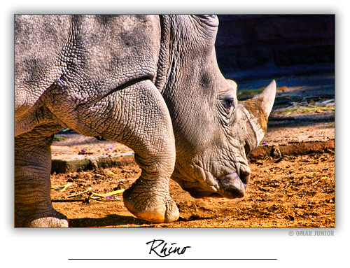 2036789232 413f91ab58 30+ Stunning HDR photos of animals