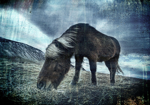 2266751301 393bbacd28 30+ Stunning HDR photos of animals