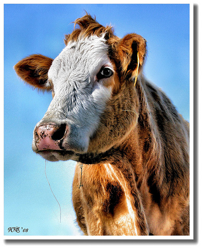2397741815 01afd1da4d 30+ Stunning HDR photos of animals