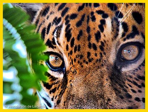 2458641954 afaf0ec2a9 30+ Stunning HDR photos of animals