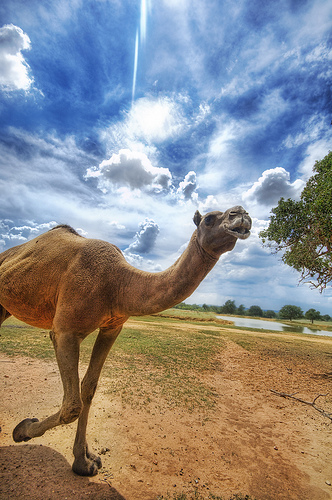 2826117627 976c412a7a 30+ Stunning HDR photos of animals