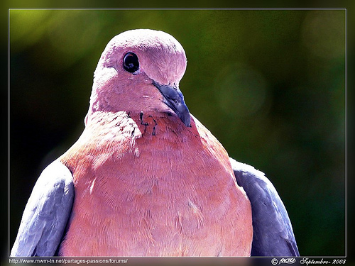 2865643387 6e1ef32ffa 30+ Stunning HDR photos of animals