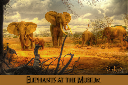 3051847397 285b5db711 30+ Stunning HDR photos of animals