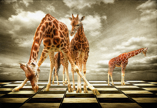 3112219705 ccd2a8895b 30+ Stunning HDR photos of animals