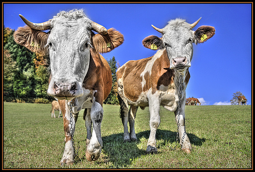 3120169533 5a7eb36aeb 30+ Stunning HDR photos of animals