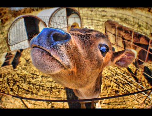 3156293671 8635cb5603 30+ Stunning HDR photos of animals