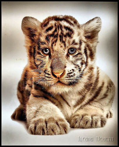 3160727907 02e25b67e7 30+ Stunning HDR photos of animals