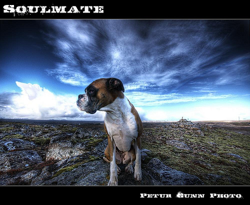 3428748342 3f4bae6533 30+ Stunning HDR photos of animals