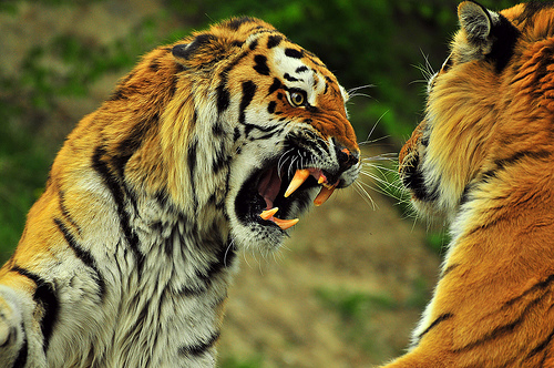 3494994230 4ef3ba6bd1 30+ Stunning HDR photos of animals