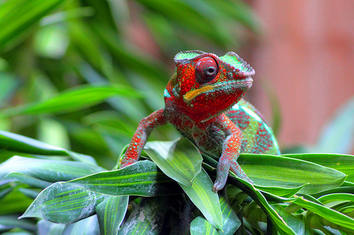 3827311548 ae05383bbd 30+ Stunning HDR photos of animals