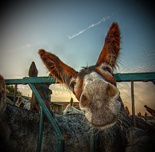 3903534999 a2f455675b 30+ Stunning HDR photos of animals