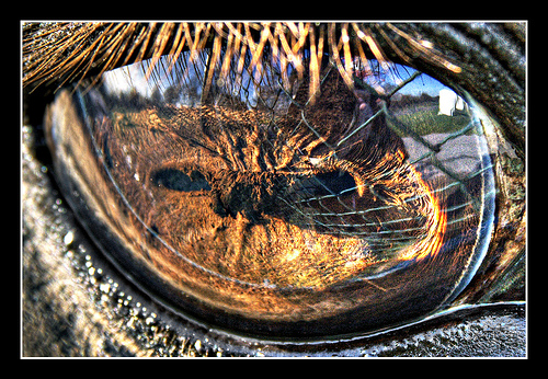 391558830 481a60031b 30+ Stunning HDR photos of animals