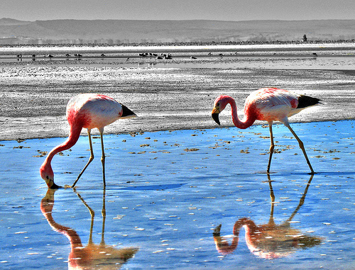 395556919 e0cc1ed72a 30+ Stunning HDR photos of animals
