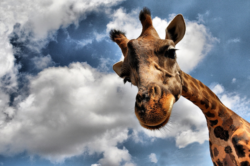 3995077576 6184f86b51 30+ Stunning HDR photos of animals