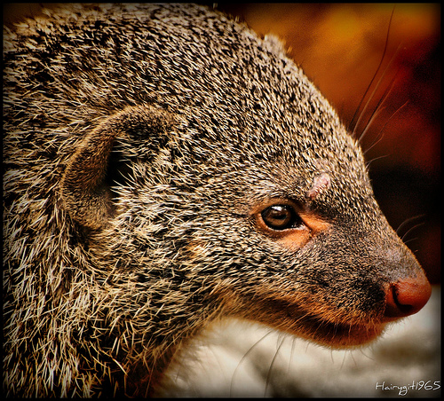 4053859306 84fb7b3a35 30+ Stunning HDR photos of animals