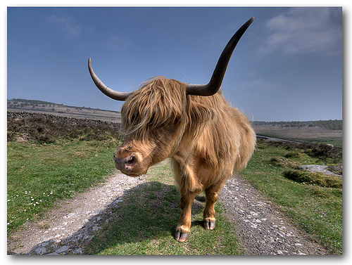485411668 87fbfa0708 30+ Stunning HDR photos of animals