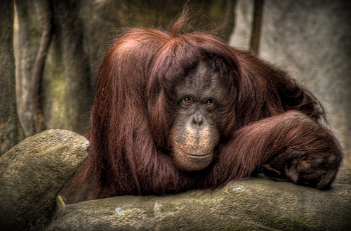 487479659 79b99b701a 30+ Stunning HDR photos of animals
