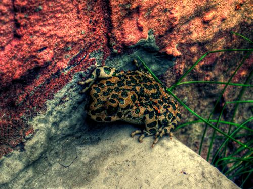 Croak HDR by polishdude20 30+ Stunning HDR photos of animals