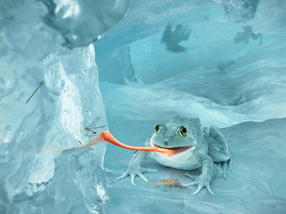 Snow frog photoshop tutorial Photoshop Tutorials Roundup   February 2011