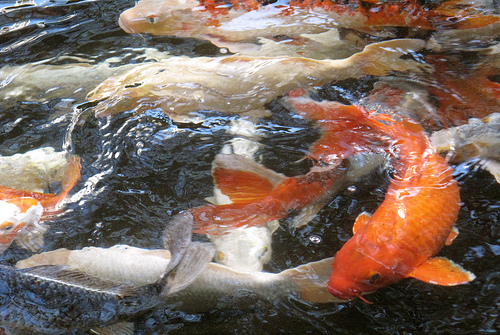 koi fish The Influence of Japanese Culture in Graphic Design