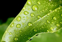 Nature_Green_thumb