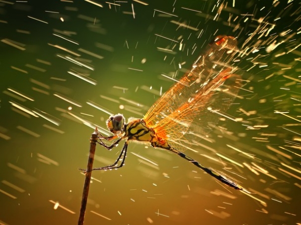 Insect macro photography 1 40 Most Breathtaking Insect Macro Photos of 2011