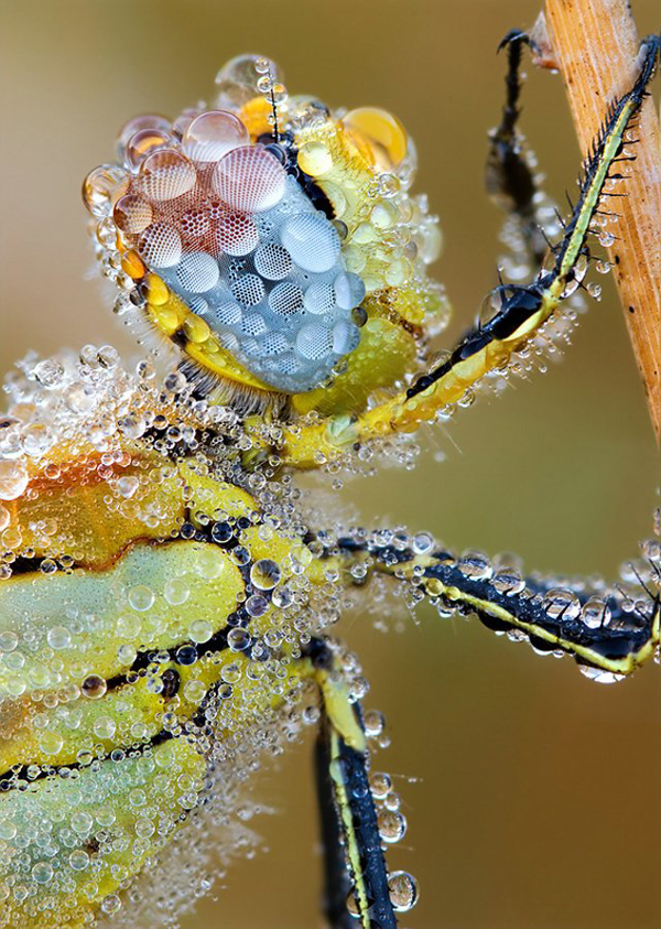 Insect macro photography 10 40 Most Breathtaking Insect Macro Photos of 2011