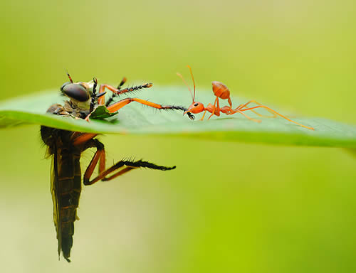 Insect macro photography 11 40 Most Breathtaking Insect Macro Photos of 2011