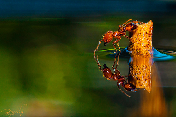 Insect macro photography 12 40 Most Breathtaking Insect Macro Photos of 2011