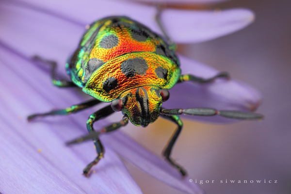 Insect macro photography 13 40 Most Breathtaking Insect Macro Photos of 2011
