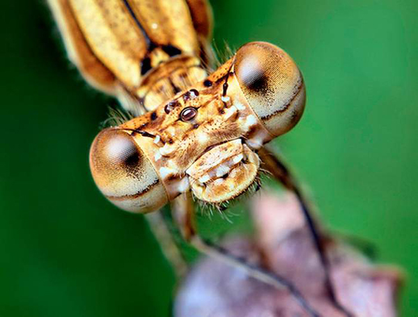 Insect macro photography 14 40 Most Breathtaking Insect Macro Photos of 2011