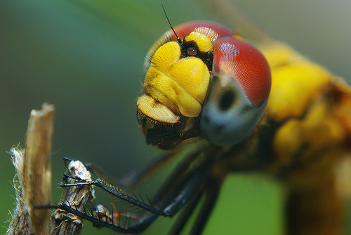Insect macro photography 15 40 Most Breathtaking Insect Macro Photos of 2011