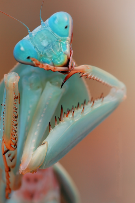 Insect macro photography 16 40 Most Breathtaking Insect Macro Photos of 2011