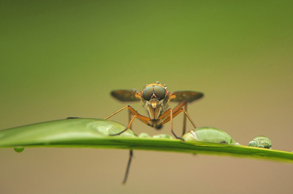 Insect macro photography 17 40 Most Breathtaking Insect Macro Photos of 2011