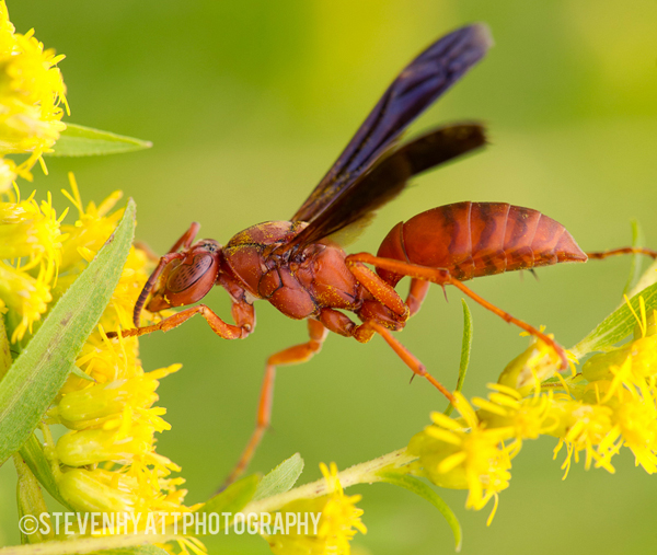 Insect macro photography 18 40 Most Breathtaking Insect Macro Photos of 2011