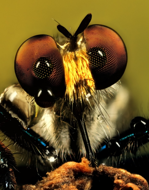 Insect macro photography 2 40 Most Breathtaking Insect Macro Photos of 2011
